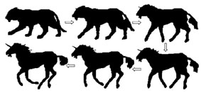 skeleton metamorphsis